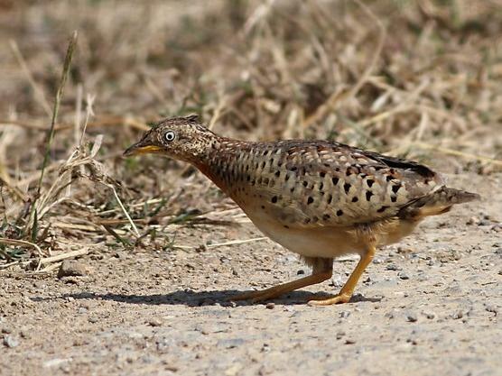 [山里]贵州回应山里有龙吟 别闹了！不是龙