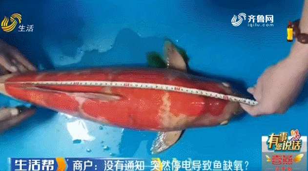 可惜！花鸟鱼虫市场一天内突然停电七八次，身价7万+的锦鲤不幸死亡