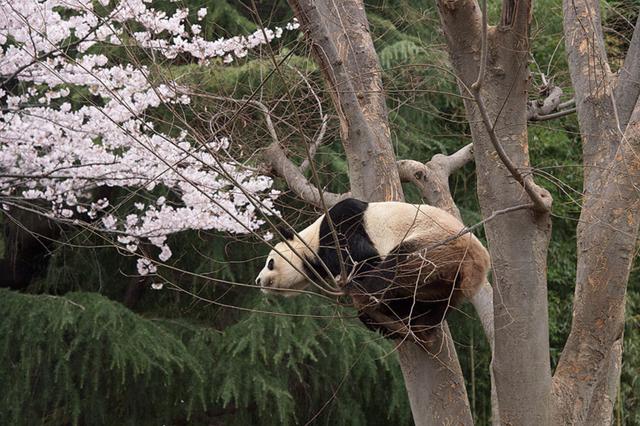 想和熊猫结婚、为看熊猫放弃妹妹婚礼！网友：