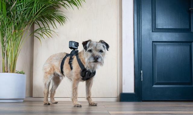 我的小电视美版精彩面世，狗狗绑上摄像机拍摄明星豪宅