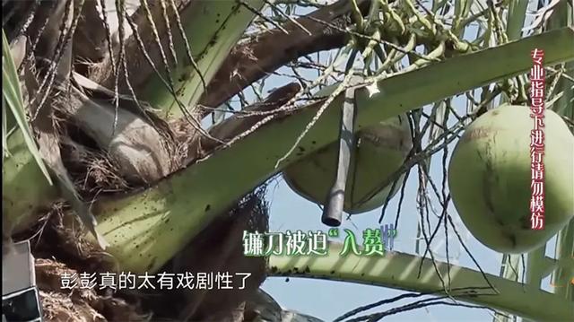 太危险！彭昱畅砍椰子镰刀脱落，何炅黄磊在下面发笑受质疑