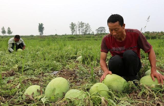 从农户到消费者，西瓜价格翻了十倍，比药品更