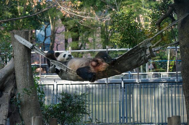 想和熊猫结婚、为看熊猫放弃妹妹婚礼！网友：