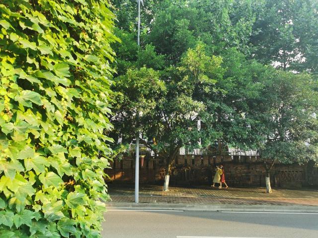 有一座城市，叫做重庆，一个做鬼也要留下来的城市