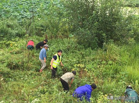 湖北武穴花桥镇：让党旗在丰收大港高高飘扬