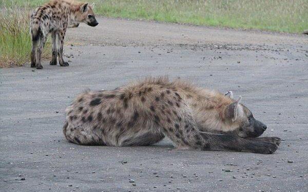 非洲的顶级捕食者，敢和狮子抢食，鬣狗有多可怕？