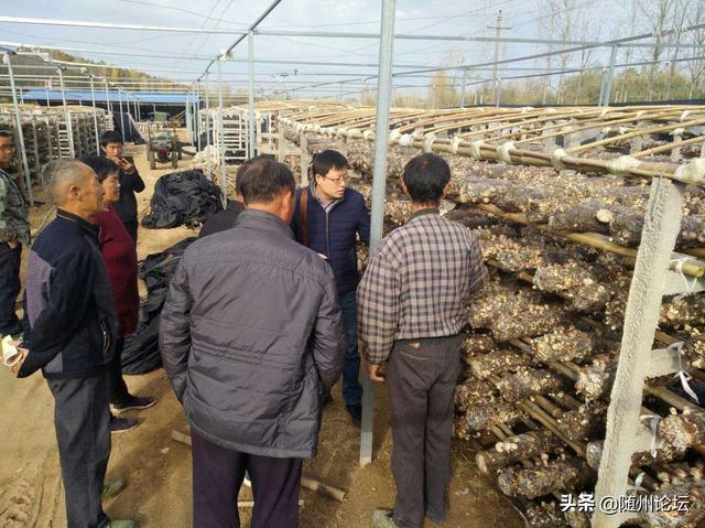 把青春写在“菇乡”大地上——记湖北长久菌业公司食用菌专家黄天骥