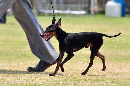 迷你杜宾犬介绍