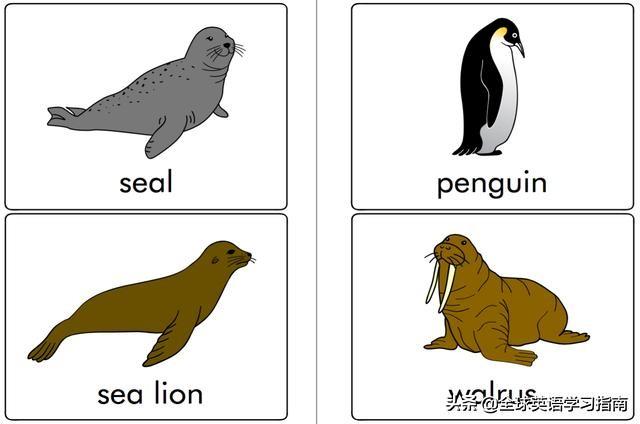 图片[7]-113张图让你记住所有动物类英语单词，分类汇总，建议收藏起来-笑傲英语网