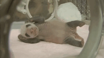 想和熊猫结婚、为看熊猫放弃妹妹婚礼！网友：