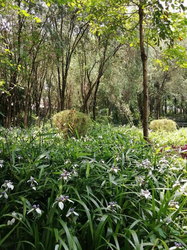 夏天来了，到南宁市里的这个天然氧吧，走花路