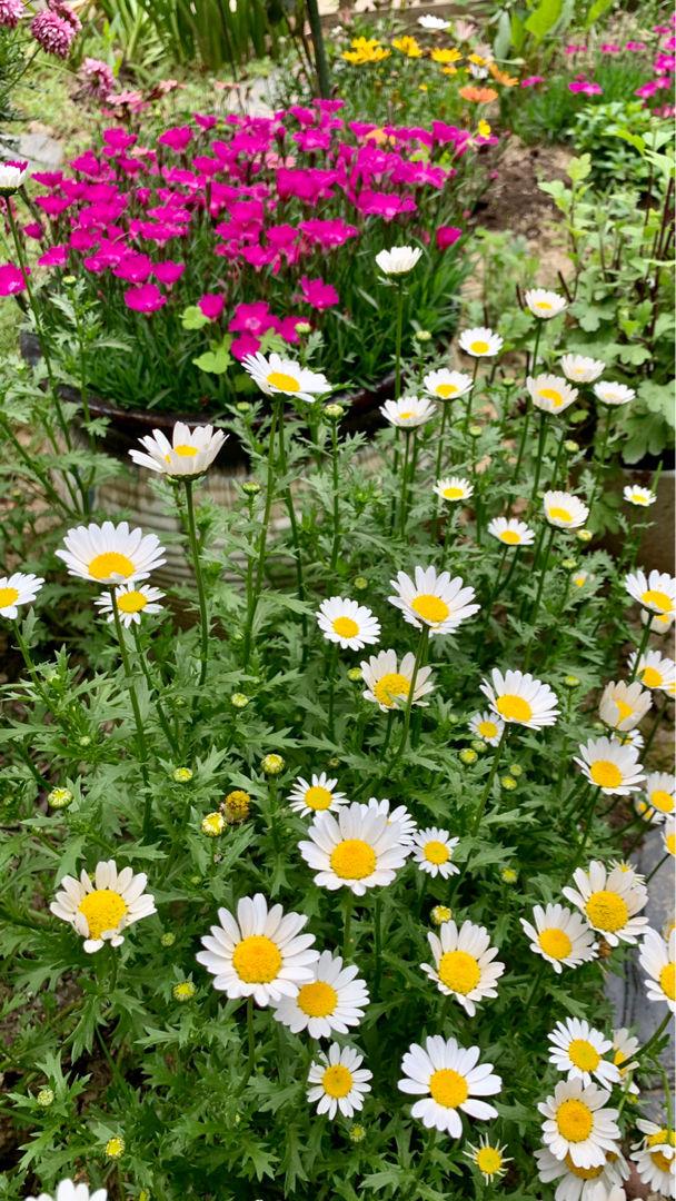 4種花用處多，摘下花瓣泡茶喝，還能清熱解暑