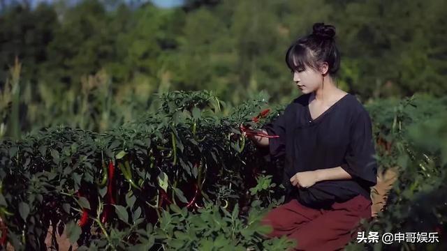 越南博主抄袭李子柒，美拍，抖音和Youtube点击近