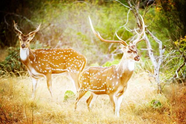 管仲有一条毒计，兵不血刃打垮一国，如今却成