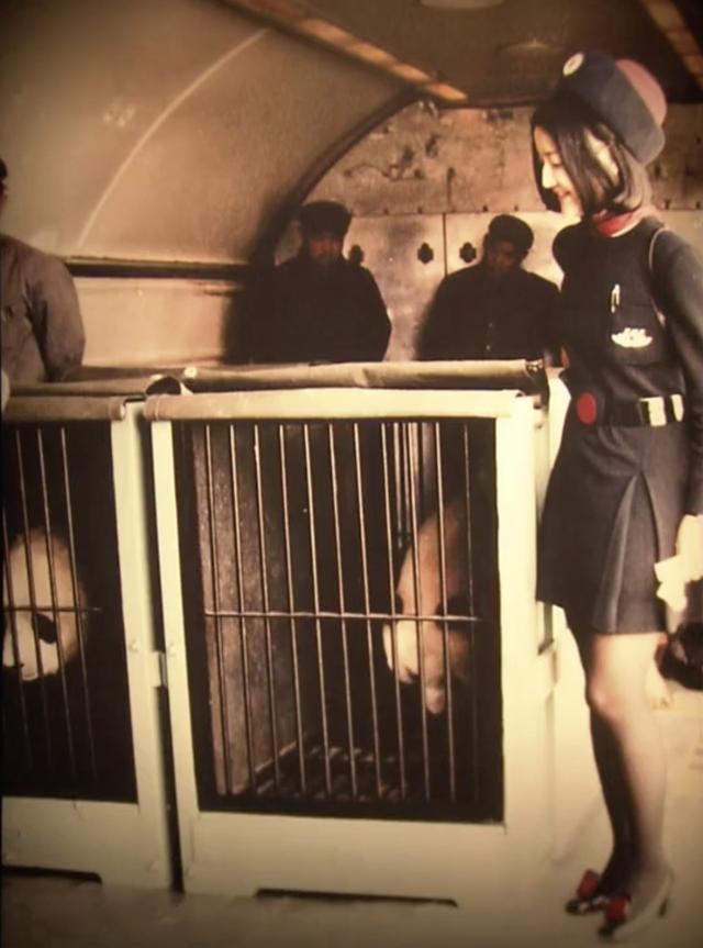 想和熊猫结婚、为看熊猫放弃妹妹婚礼！网友：