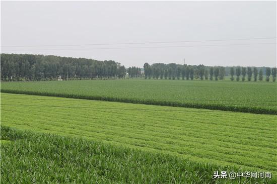 「决胜2020河南更出彩」李芳：四大怀药 谱写乡村振兴协奏曲