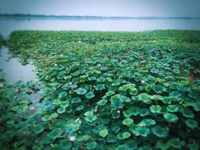 八月|七月，再见！八月，你好！祝你岁月无波澜，敬我余生不悲欢