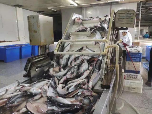 越南有点慌了？特产堆积无法卖出，无奈之下请