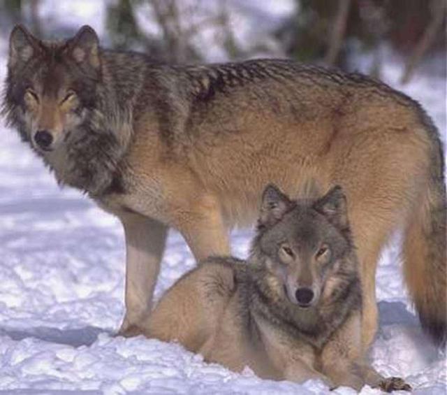 世上战斗力最强的狗可以打败北美大灰狼吗？为什么？