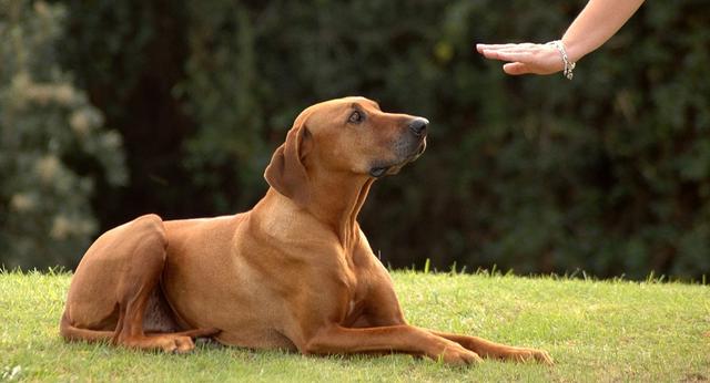 各种训犬方式大比拼！要花多少钱？哪种更适合狗狗？