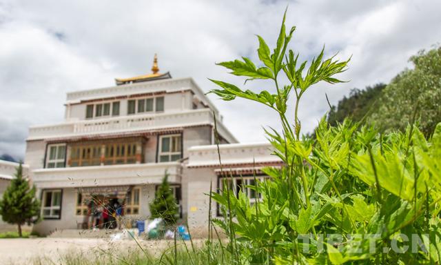 “药洲”之中，他们守护传承着古老的藏医药