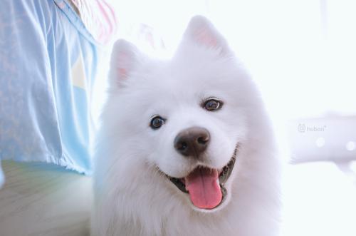 有的人把狗狗当作小孩子来养，那么狗狗可以和人一起睡觉吗？