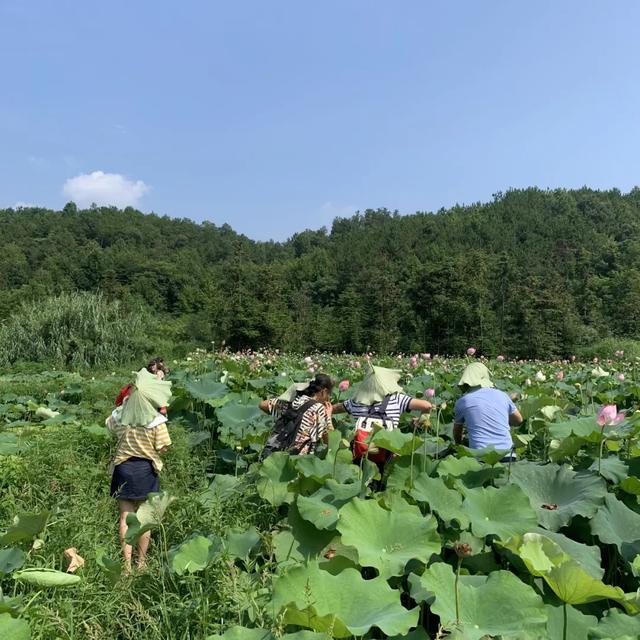 天池雅园夏日赏荷花 采莲蓬之旅