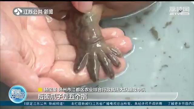 扬州居民钓到野生娃娃鱼 当场拒绝他人5千元收购并报警