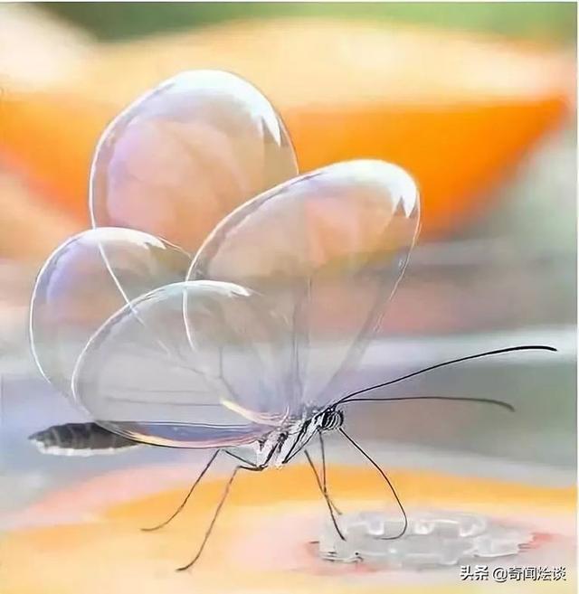 这就是神奇的大自然！这么奇妙的动物我第一次