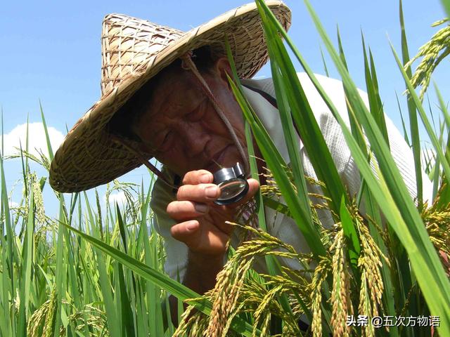 动植物的远缘杂交