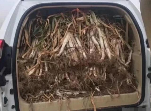 用SUV拉大葱，交警查到扣3分罚200，自己的东西都不能做主？