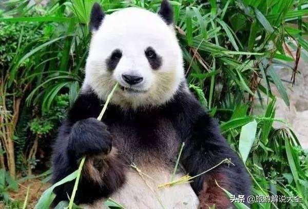印度租大熊猫失败之后，竟然自己“制造”，网友看完捧腹大笑