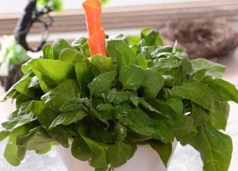 农村野菜\"土大黄\"，过去牲畜都不爱吃，