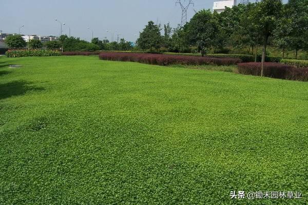 绿色地毯马蹄金 庭院绿地栽培观赏也可用于沟坡堤坡路边固土材料