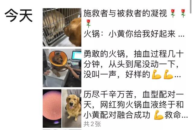 没错，狗也能献血，但被“人”喷闲得慌，说狗不配人的待遇
