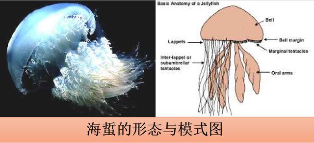 【特种水产养殖】海蜇的5个秘密及其池塘养殖