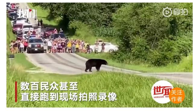 【脱单】美国黑熊为脱单徒步650公里 上万粉丝为它摇旗呐喊