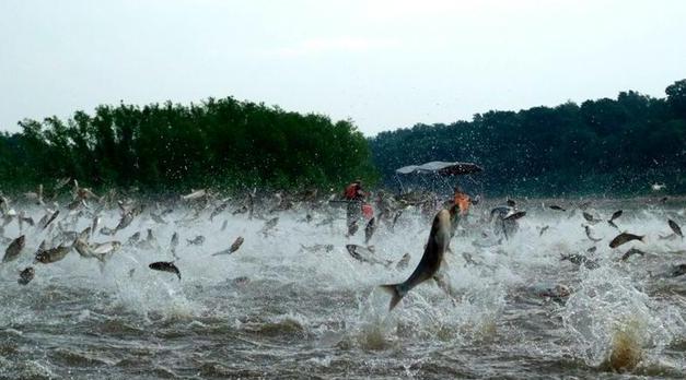 外来|吉林现26800亩外来入侵物种 黄花刺茄原产北美洲有毒物种！