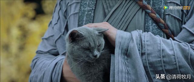 黑马电影《美人皮》的另一个结局：顾道士和猫