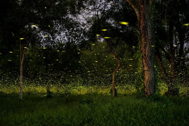 云南的夜探，才是中国夜探活动的王炸