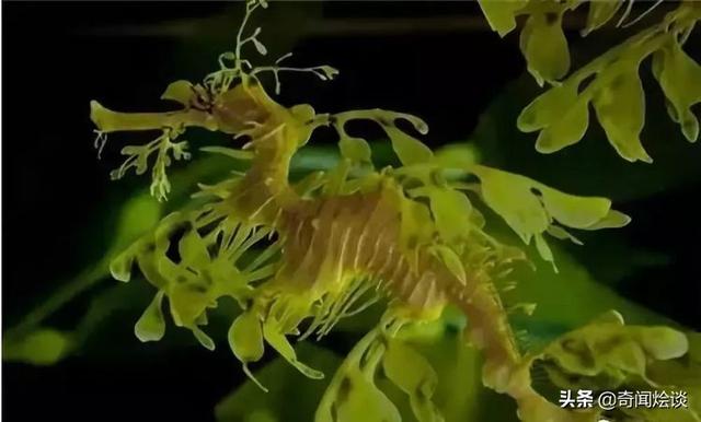 这就是神奇的大自然！这么奇妙的动物我第一次