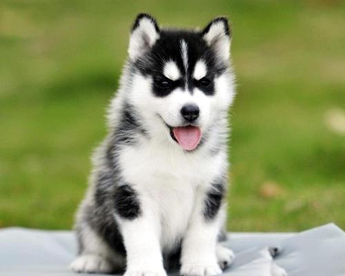 狗扑咬人时，击打狗哪里最好？