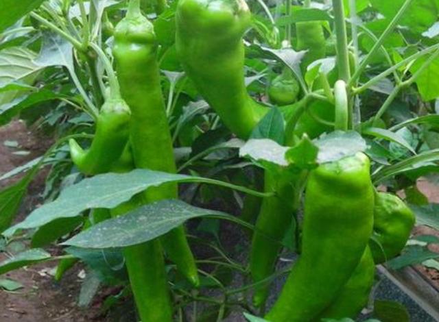 种植反季节蔬菜一年"三种三收"每亩增收15000元