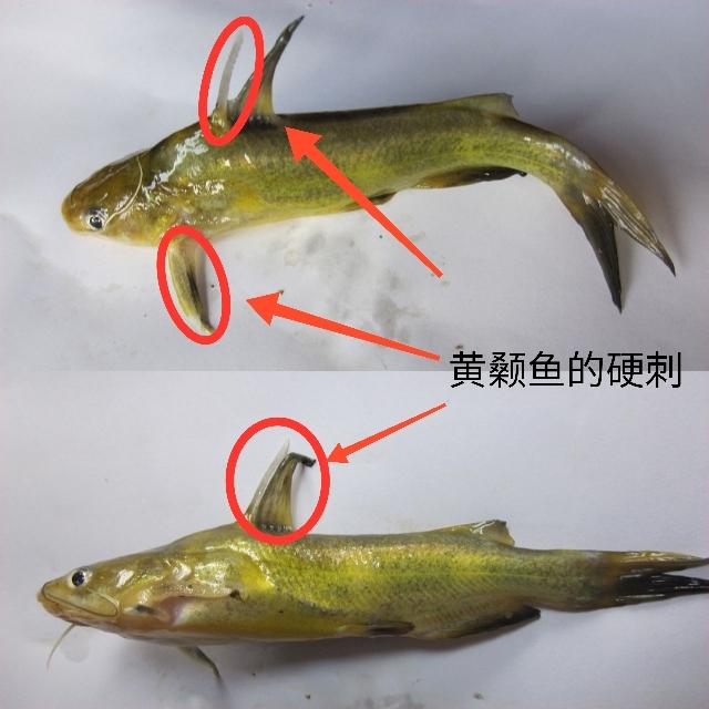 通过解剖黄颡鱼的胸鳍骨根部可以发现,胸鳍骨末端与中轴骨相连处是一
