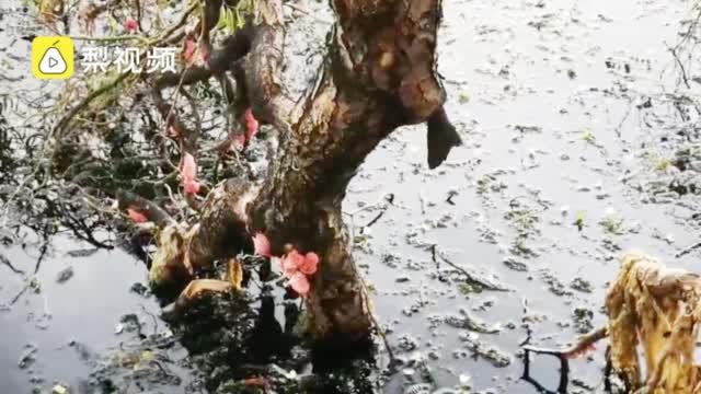 【入侵】福寿螺疯狂入侵洱海 什么是福寿螺？