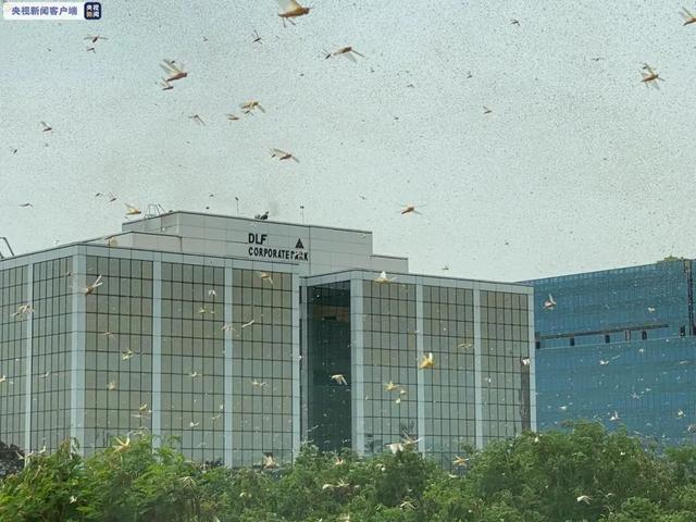 密恐慎入！印度出现大量蝗虫群