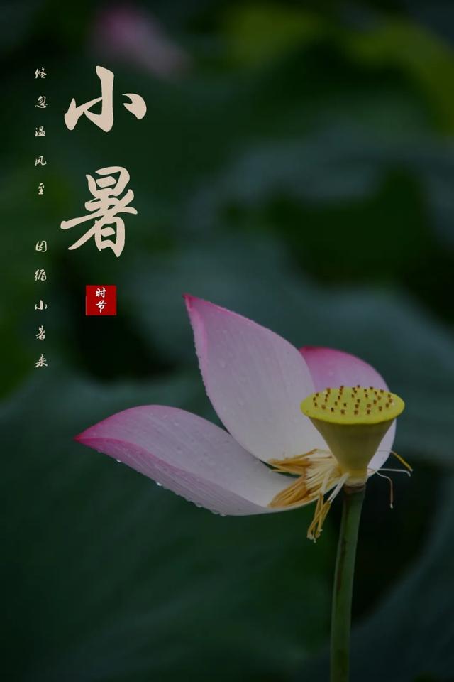 「一波」今日小暑 来一波和小暑有关的唯美图片发朋友圈