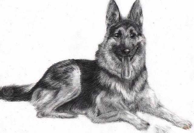 古代的“中华田园犬”有多辉煌？苏轼、乾隆都