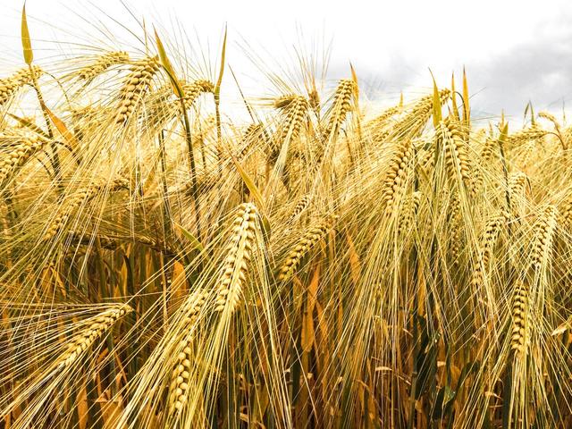 按均匀的网格播种，能提高小麦，玉米和大豆作