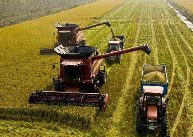 见我国大米储备充足，越南决定出口？30万吨大米